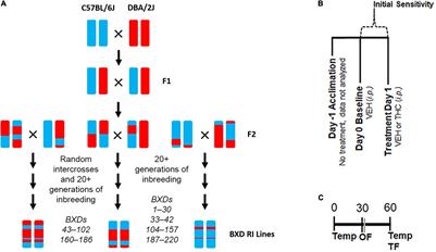 Genetic Modulation of Initial Sensitivity to Δ9-Tetrahydrocannabinol (THC) Among the BXD Family of Mice